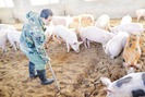 Những trại lợn sinh học an toàn trong "bão dịch", thu lãi cao