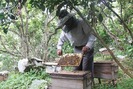 Thu mật ong mùa nghịch, dân Vân Thủy kiếm bộn tiền