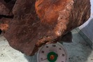 Quảng Nam xác minh thông tin “đại gia” sở hữu cây nấm chò nặng 70kg