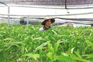 9X xứ Quảng xuất ngoại sang Thái học trồng rau sạch