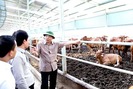 Trang trại chăn nuôi bò khiến vị Bộ trưởng thán phục