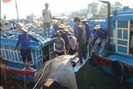 Ngư dân Lý Sơn bắt được cá nạng nặng hơn 1 tấn, bán 24 triệu đồng