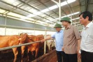 Trang trại nuôi 5.000 con trâu bò không mùi hôi, ít dịch bệnh