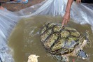 Bắt được rùa biển quý hiếm trong sông nước ngọt