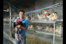 Hưng Yên: Một chủ trang trại bán được 10.000 giống gà lai Đông Tảo ông, bà