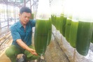 Chuyện lạ ở Thái Bình: Nuôi thứ nước xanh lè mà “rót” ra hàng tỷ đồng
