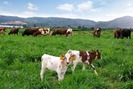 Vinamilk với tham vọng xây dựng đàn bò hữu cơ khổng lồ