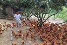Triển khai chăn nuôi gà an toàn sinh học