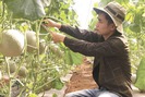 Chàng 9X khéo tay trồng dưa lưới trĩu quả trên vùng đất sỏi