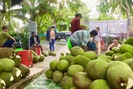 Mít Thái bất ngờ tăng giá lên 52.000 đồng/kg: Thương lái đổ xô về vườn tranh mua