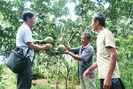 Quỹ Hội giúp người trồng bưởi Múc thoát nghèo
