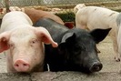 Lạ kỳ trang trại nuôi 1.000 con lợn không thấy chất thải