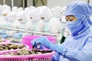 Doanh nghiệp Nhật muốn "biến" vỏ tôm thành nguyên liệu thực phẩm