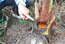 Sinh vật “lạ” cắn phá củ hũ dừa một cách bí ẩn, chủ vườn hoang mang