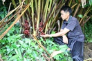 Mường La giúp dân giảm nghèo từ trồng cây dược liệu
