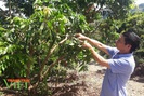 Điểm sáng trồng cây ăn quả trên đất dốc ở Yên Châu