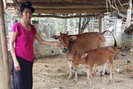 Điện Biên: Thông tin hỗ trợ bò gầy yếu là không chính xác