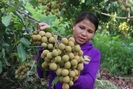 Thứ Trưởng Bộ NNPTNT: Sơn La là một điển hình về trồng cây ăn quả