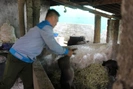 Hội Nông dân tỉnh Hòa Bình: Trao tặng lợn giống, vật tư chăn nuôi cho hội viên