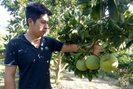 Phù Yên: Cây ăn quả phủ xanh đồi đất trọc