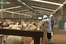 Nuôi dê lấy sữa: Hướng đi mới cho nông dân ở Kon Tum