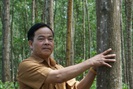 TT-Huế: Gần 500 tỷ đồng phát triển rừng trồng sản xuất gỗ lớn 