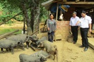 Quảng Nam: Phước Sơn đổi thay diện mạo khi làm nông thôn mới gắn OCOP