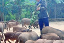 Đàn lợn rừng ăn dược liệu: Anh cán bộ xã thu tiền tỷ mỗi năm