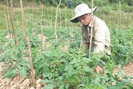 Vào Hợp tác xã sản xuất rau an toàn theo quy trình VietGAP, nông dân lợi đơn lợi kép