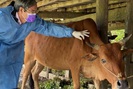 Lâm Đồng: Chủ động phòng, chống bệnh viêm da nổi cục trên trâu bò