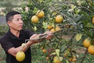 Tham gia HTX, trồng cây ăn quả VietGAP, nông dân khấm khá