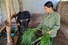 Điện Biên: Bà nông dân hô biến trâu, bò gầy thành béo, thu vài trăm triệu mỗi năm