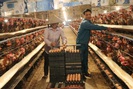 Hà Nội: Trang trại nuôi hàng nghìn con gà đẻ, mỗi ngày nhặt hơn 5 nghìn quả trứng, nông dân này "bỏ túi" nửa tỷ/năm
