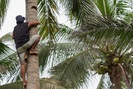 Indonesia cho phép sinh viên gặp khó khăn nộp dừa hoặc nông sản thay học phí