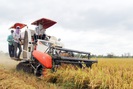 Thủ tướng chỉ đạo kiểm tra mô hình cánh đồng lớn trồng lúa tại ĐBSCL
