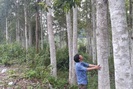 Khi nhân dân đồng lòng bảo vệ rừng 