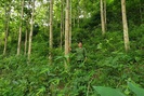 Điện Biên: Phá rừng sau quy hoạch, khó cũng phải giữ