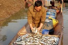 Về Quỳnh Nhai thưởng thức đặc sản cá tép dầu