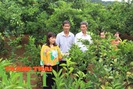 Hội Nông dân Sơn La: Đồng hành cùng nông dân phát triển kinh tế