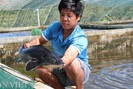 Với 70 hồ nuôi cá tầm, 1 nông dân Lâm Đồng thu tiền tỷ mỗi năm