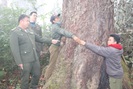 Hiệu quả công tác quản lý, bảo vệ rừng trên đỉnh Copia