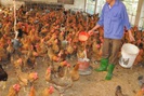 Cho gà ăn thảo dược vừa phòng cúm A/H5N1, vừa bán được giá cao