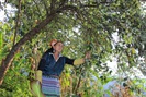 Nông dân Mường La thoát nghèo từ trồng cây ăn quả trên đất dốc 