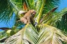 Phục sát đất chú khỉ thông minh hái hơn 20 trái dừa trong 15 phút