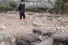Clip: Có nên nuôi lợn rừng ở quận Đống Đa như chàng trai Hà Nội này?