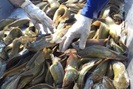 Hậu Giang: Nuôi cá trê vàng mùa cạn, xúc bán 45 tấn, lời tới 800 triệu