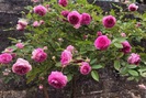 Chiêm ngưỡng vườn hồng cổ hơn nghìn gốc ở xứ mường 