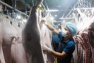 Giá heo hơi hôm nay 25/3: Dịch Covid-19 nhập khẩu thịt lợn từ đâu?