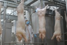 Thủ tướng giao Bộ NNPTNT phối hợp đưa giá lợn hơi xuống dưới 75.000 đồng/kg