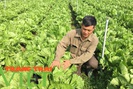 Mộc Châu ứng dụng công nghệ cao vào sản xuất nông nghiệp